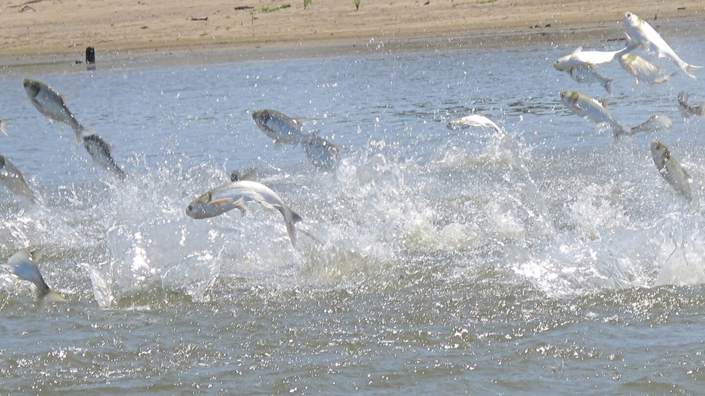 Featured image for Massive Invasive Carp Roundup in Mississippi River by Minnesota and Wisconsin Wildlife Officials