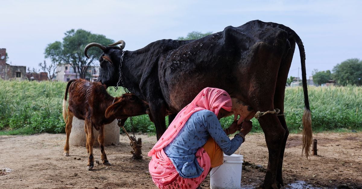 India's Milk Production Stagnates, Imports on the Rise Due to Disease and Cost Increase.