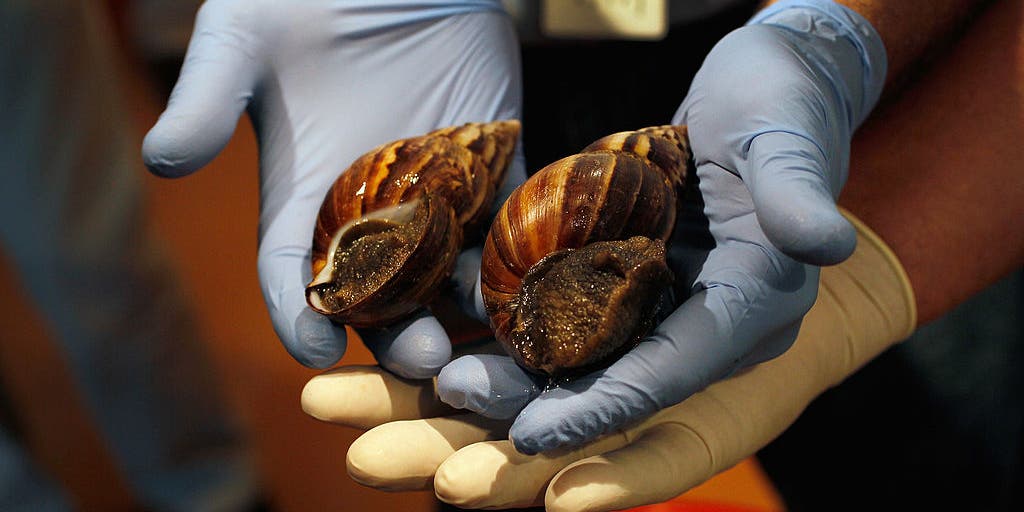 Invasive snails prompt quarantines in South Florida.