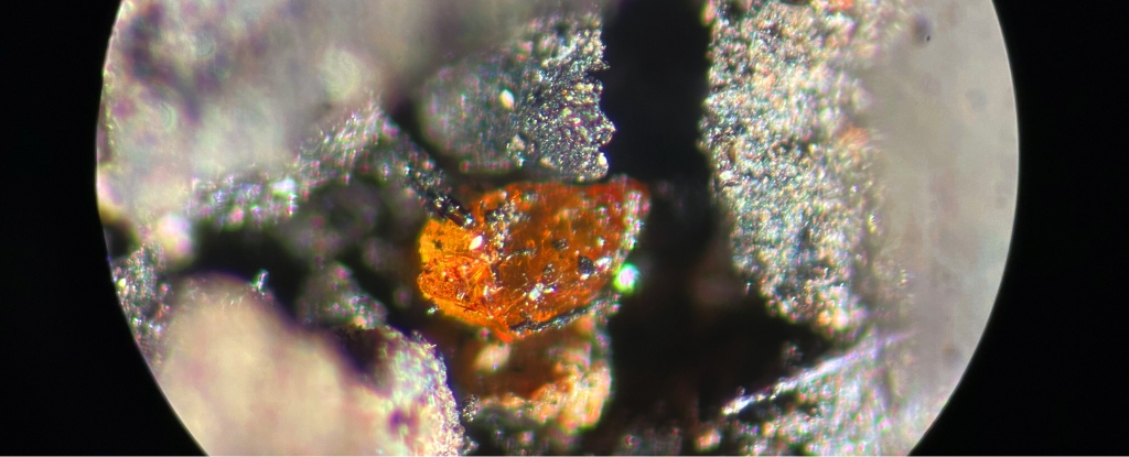 Antarctic Amber Discovery Reveals Ancient Rainforest Secrets