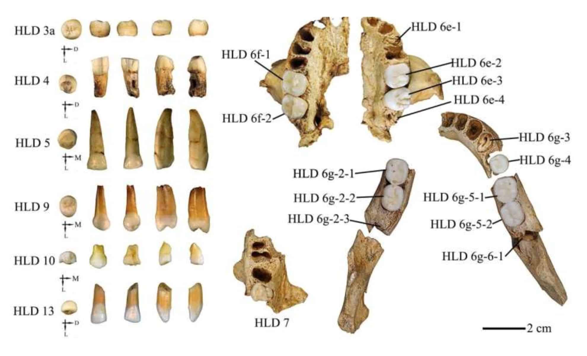 Featured image for Ancient Chinese Fossil Teeth Show Mixed Human Traits