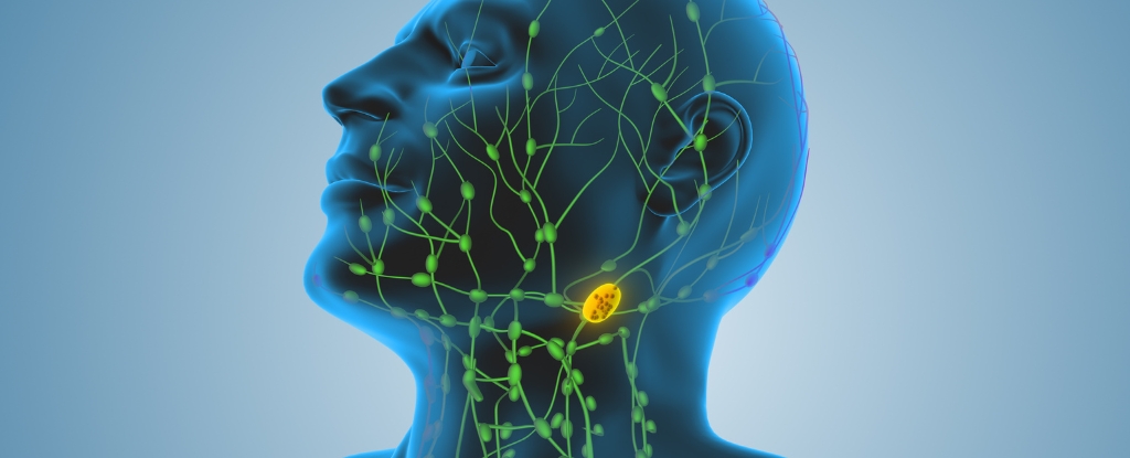 Featured image for Lymph Nodes: Key to Advancing Cancer Immunotherapy and Treatment Strategies