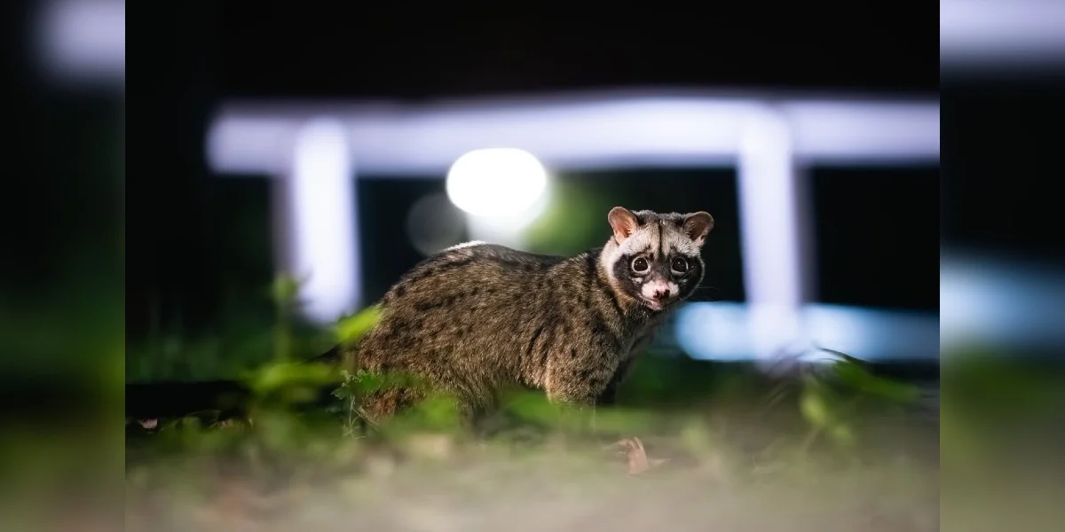 Featured image for Photographer Captures Nighttime Majesty of Wide-Eyed Animal