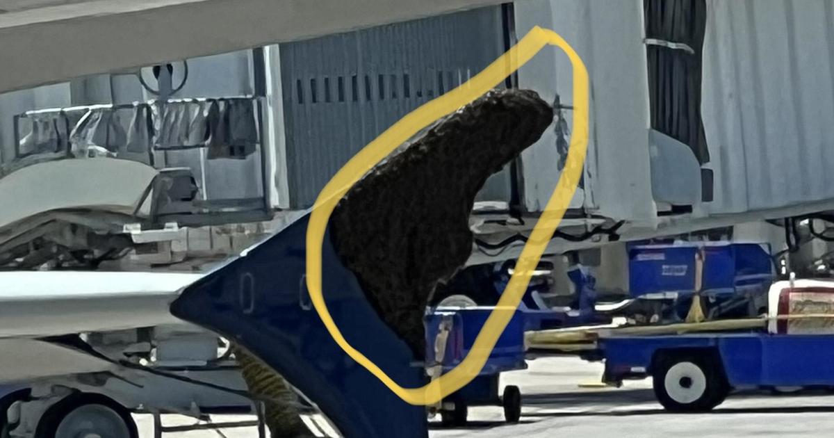 Delta flight delayed by massive swarm of bees at Houston airport.