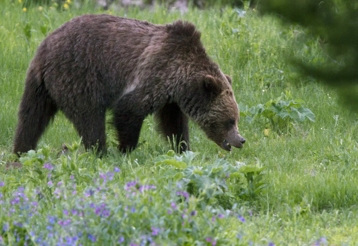 Fatal Grizzly Bear Encounter Claims Woman's Life near Yellowstone National Park