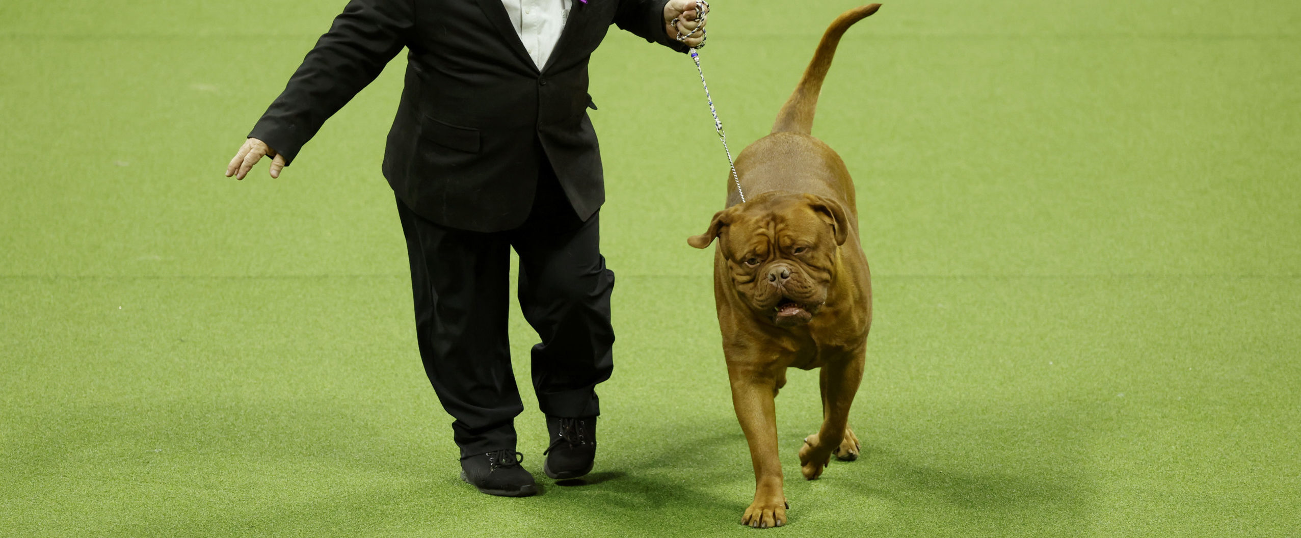 "Guinness World Records Investigates Fraudulent Claims of Oldest Dog Title"