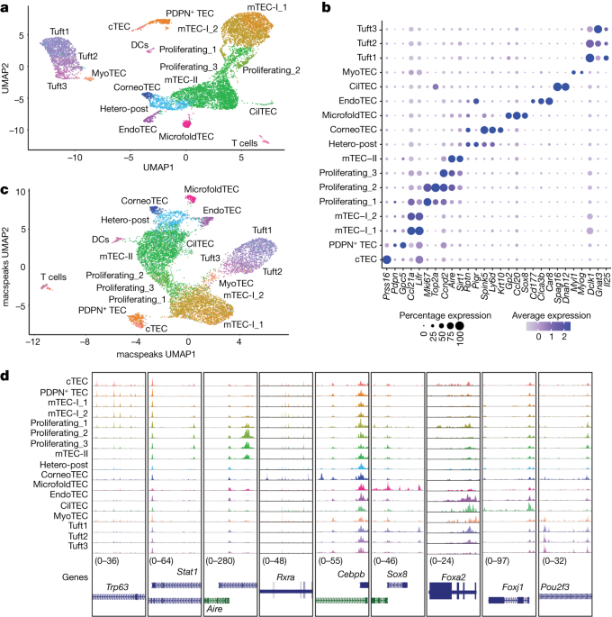 Expanding the Role of Thymic Mimetic Cells: Going Beyond Self-Tolerance