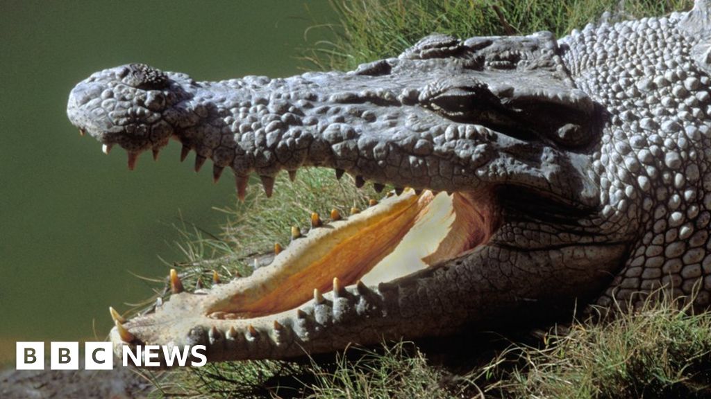 Body of Missing Australian Fisherman Found Inside Crocodile