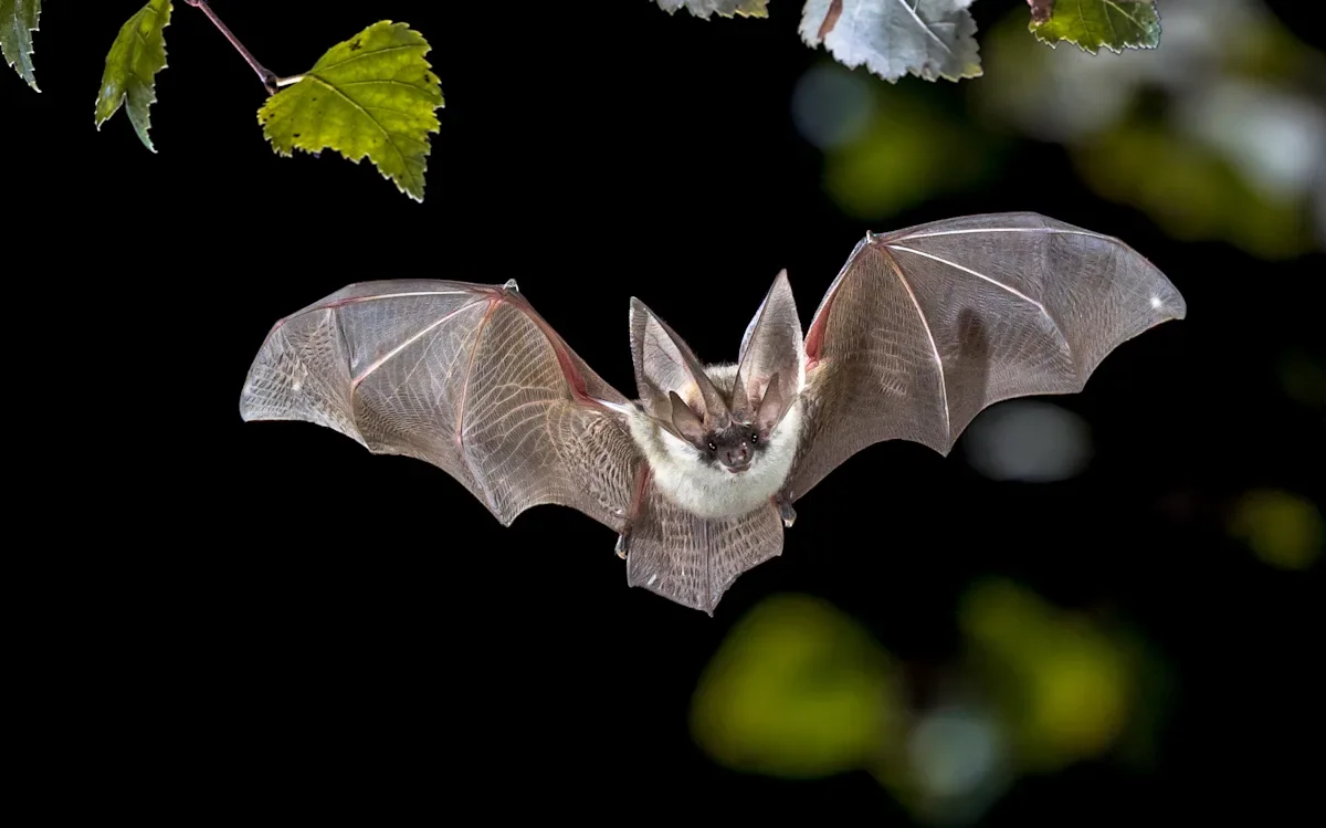 The Health Benefits of Studying Bats: Anti-Aging, Disease Prevention, and More