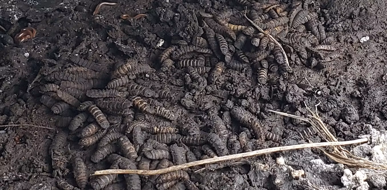 Featured image for Neanderthals Likely Dined on Maggots and Fermented Meat