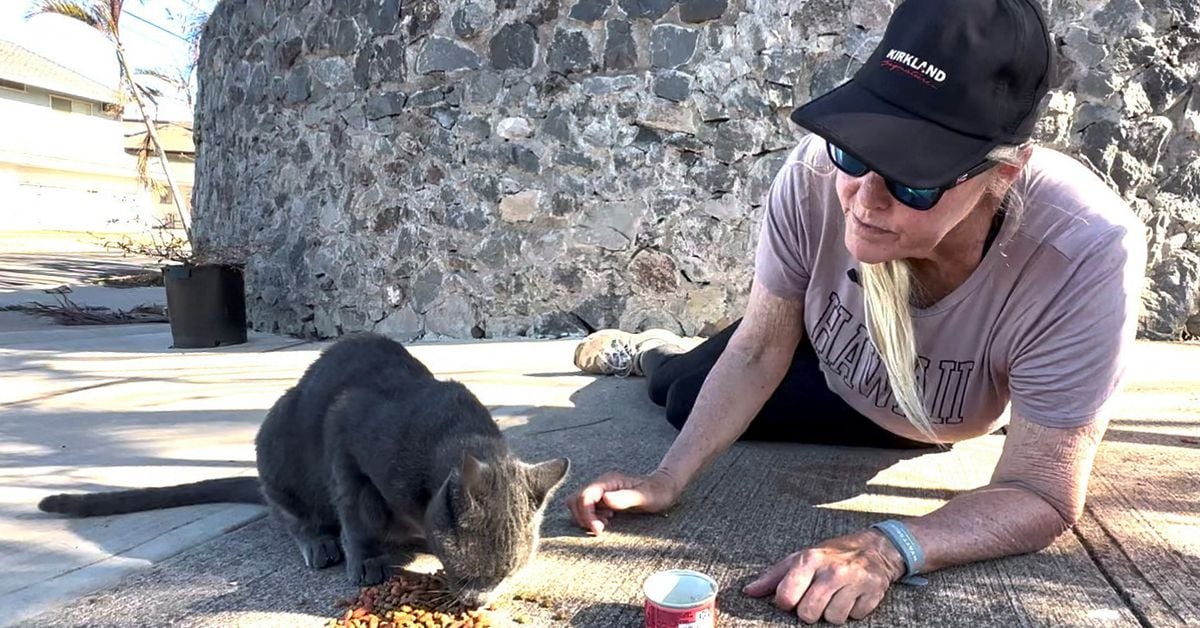 Lahaina Resident's Daily Journey to Feed Cats in Burnt-out Home