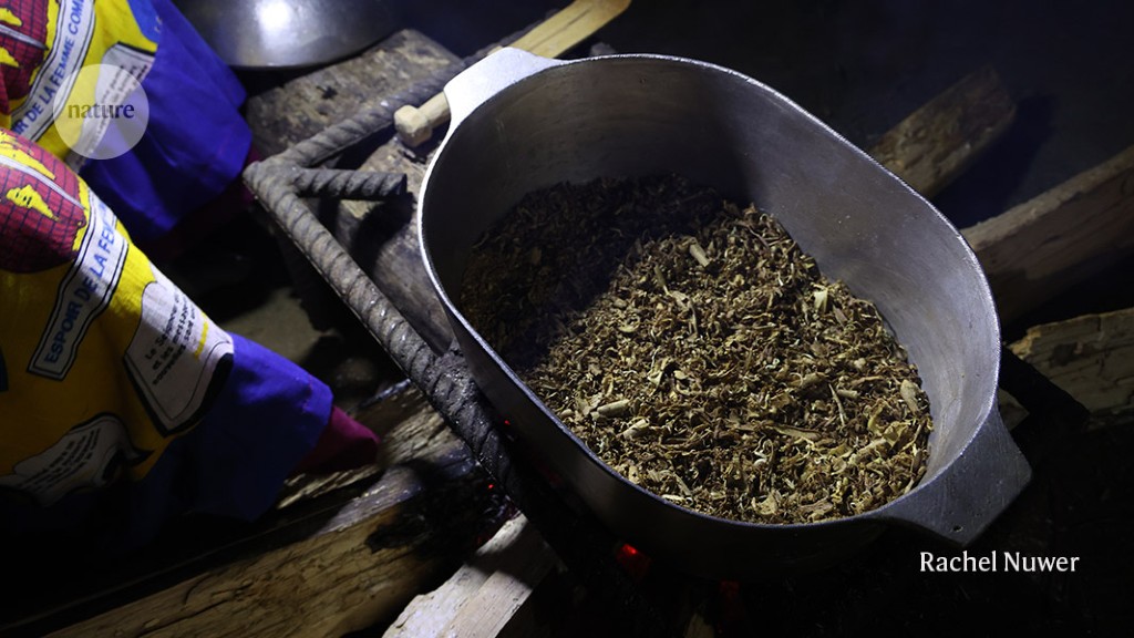 Featured image for "Study Reveals Ibogaine's Potential in Treating PTSD and Traumatic Brain Injuries in Veterans"