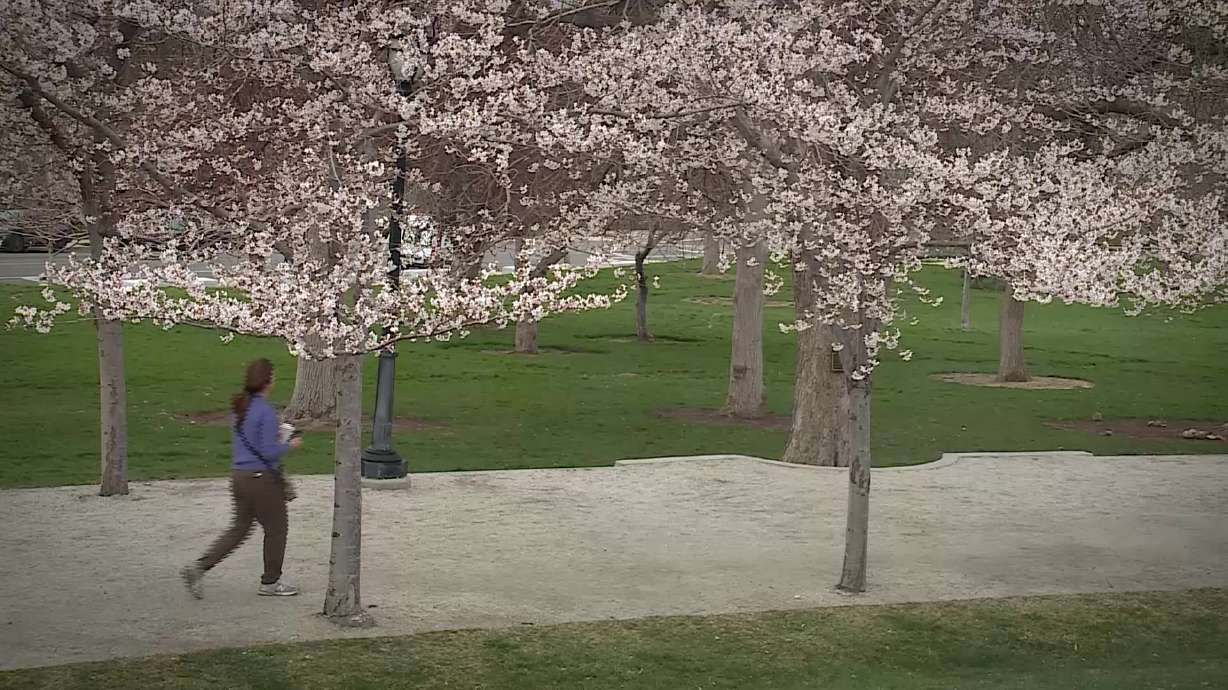 Featured image for "Combatting Worsening Pollen Allergies: 5 Tips for Relief in 2024"