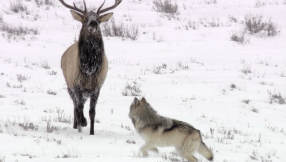 Featured image for Fearless Elk Chases Grey Wolf in Yellowstone