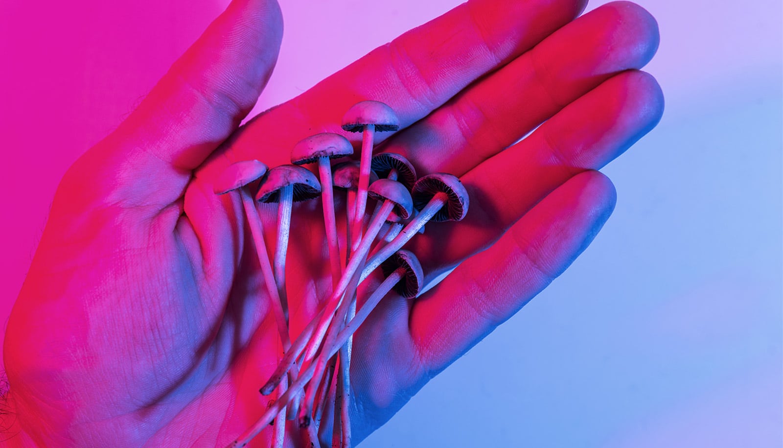 Featured image for Psilocybin Shows Promise in Delaying Aging and Extending Lifespan