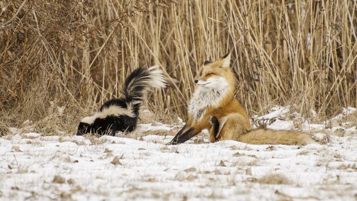 Featured image for Rabies Found in Fox and Skunk in Salinas