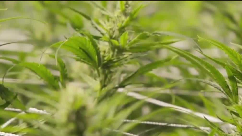 Florida Nears Recreational Marijuana Legalization Vote.