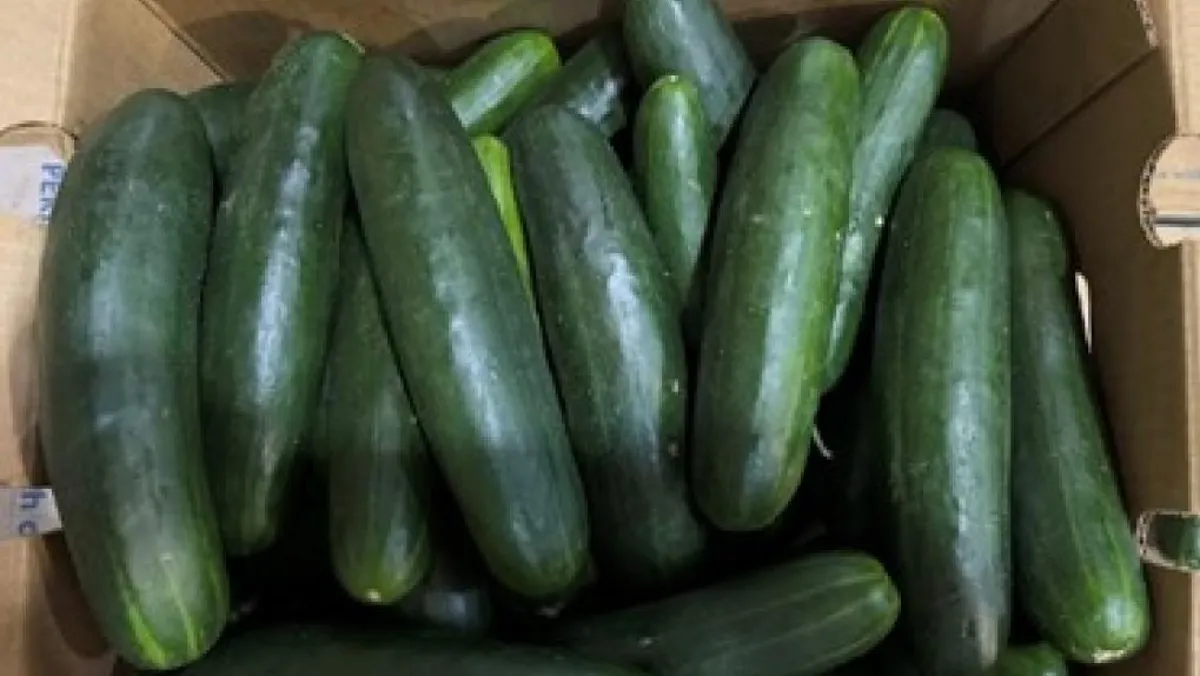 "Cucumbers Recalled in 14 States Amid Salmonella Outbreak Concerns"