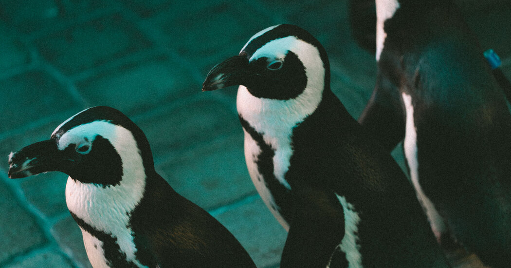 Miami Seaquarium Closes After 70 Years Amid Controversy and Nostalgia