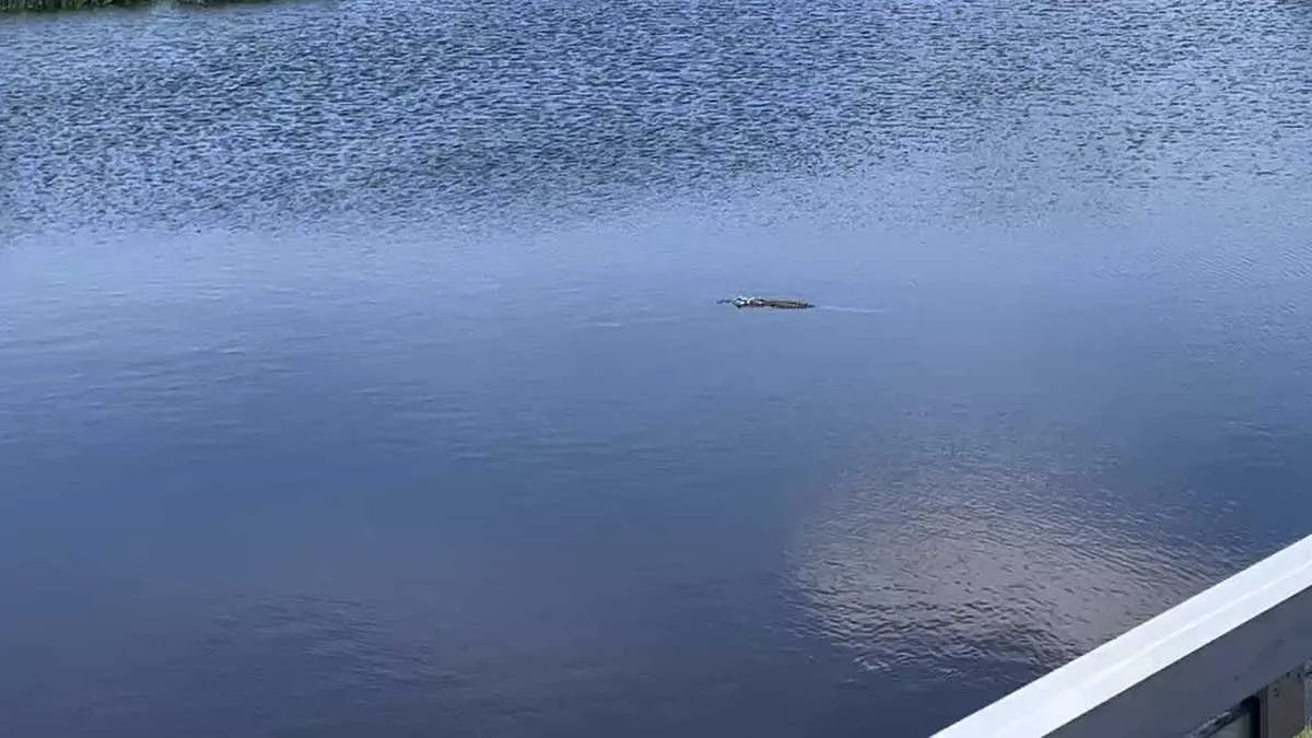 PGA Tour tournament interrupted by alligator in golf course pond.
