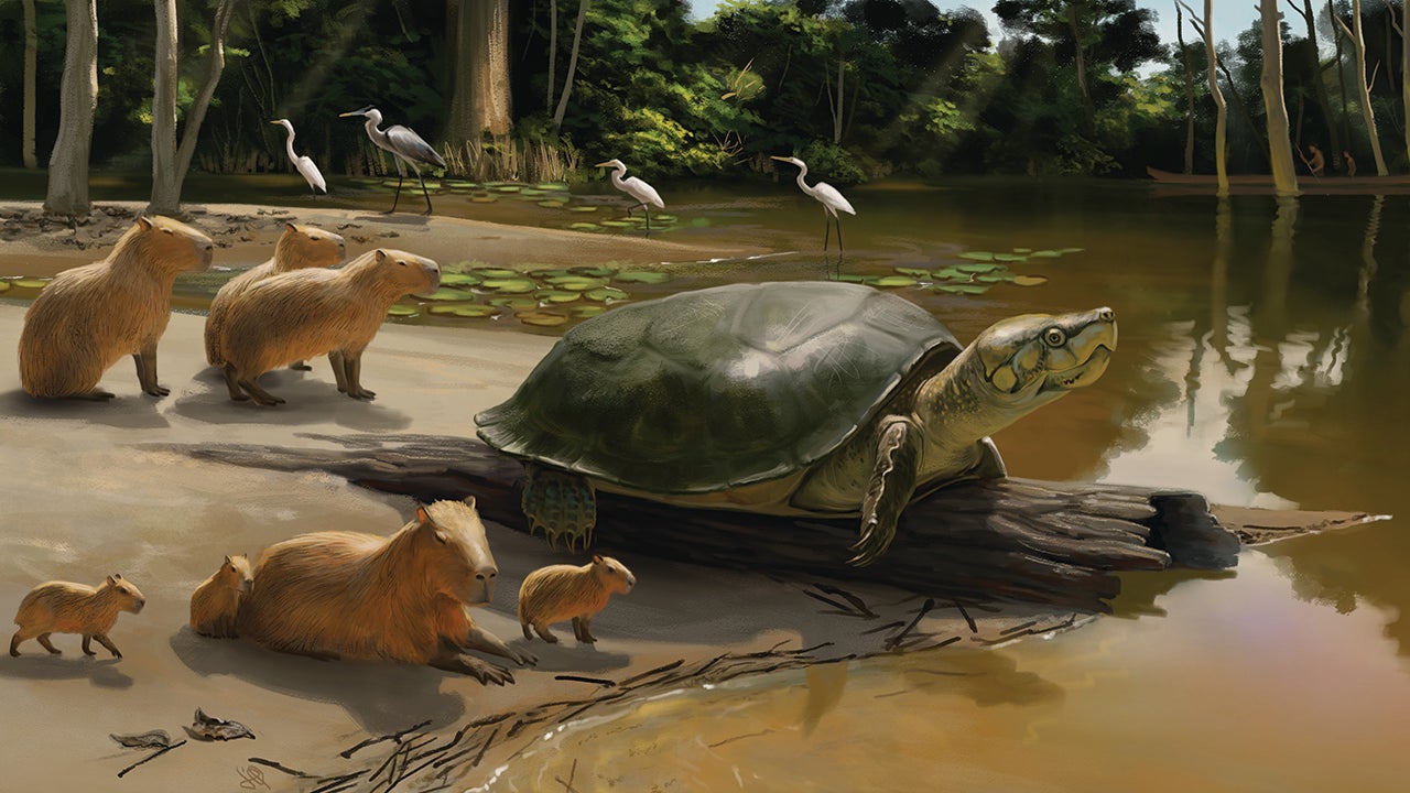 Featured image for "Giant Amazon Turtle Fossil Named After Stephen King Character"