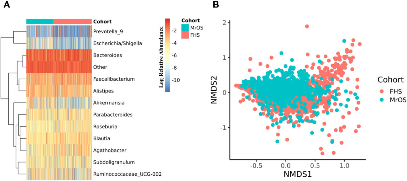 Gut Microbiome Linked to Bone Density in New Study