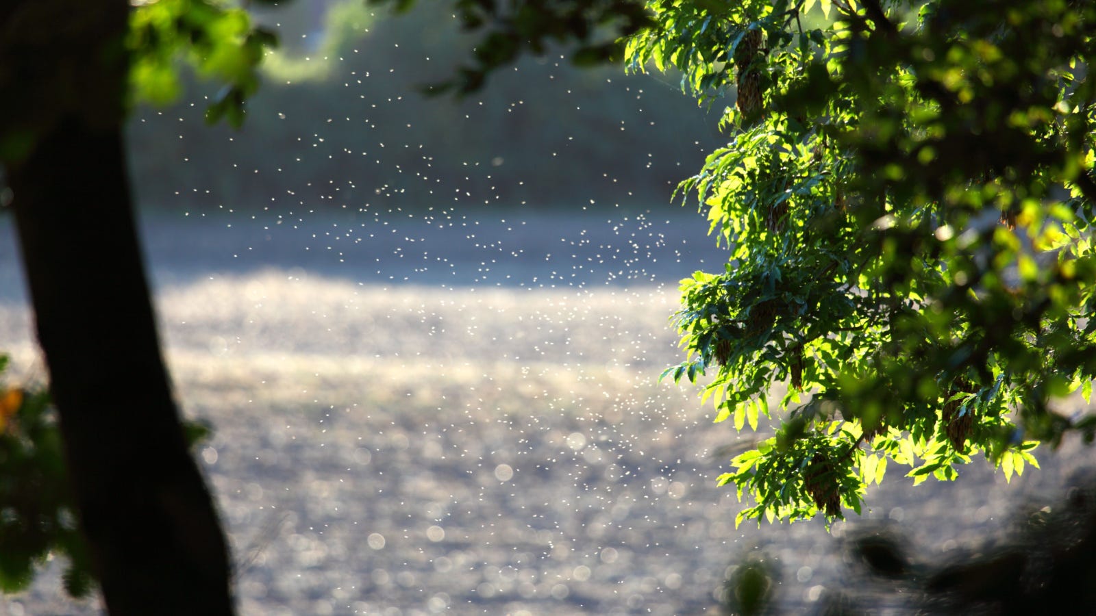 Featured image for "Gnats: Tiny Pests or Harmless Buzzers?"
