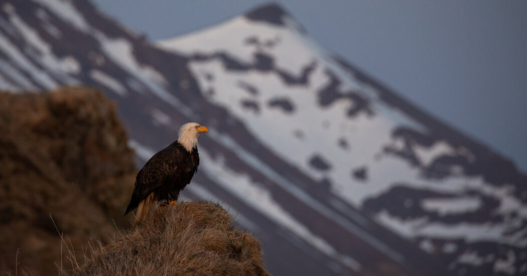 Featured image for Biden administration cancels controversial Alaskan land deal.