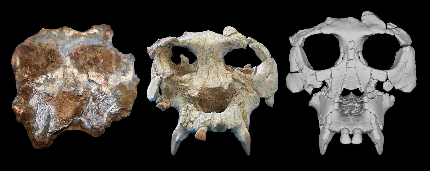 Featured image for "Reviving the Ancient: Scientists Reconstruct 12-Million-Year-Old Ape's Face"