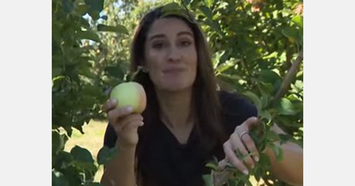 "University of Maryland pioneers heat-resistant apples to combat climate change and labor shortages"
