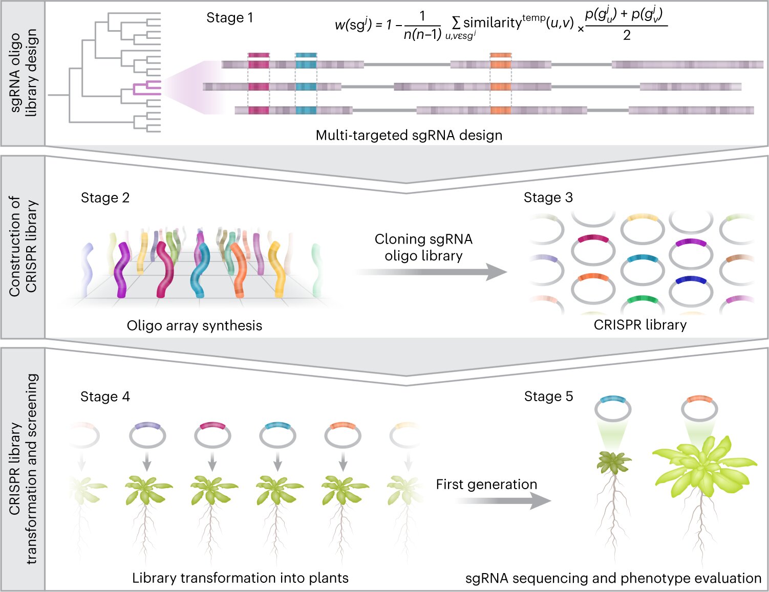 Uncovering the Power of Gene Editing in Plant Agriculture