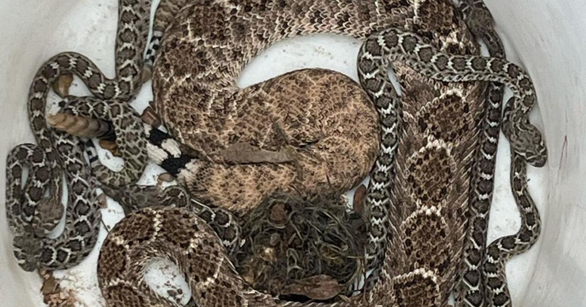 Featured image for "Multiple Rattlesnakes, Including 9 Babies, Evicted from Oro Valley Home"