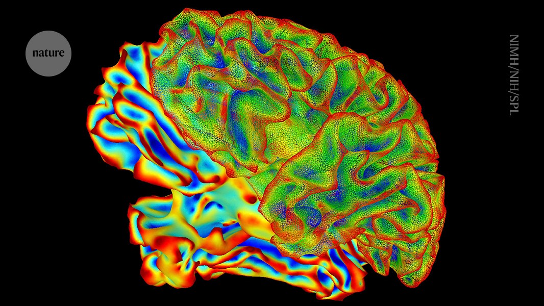 Featured image for AI Converts Brain Activity into Text through Mind-Captioning Technology