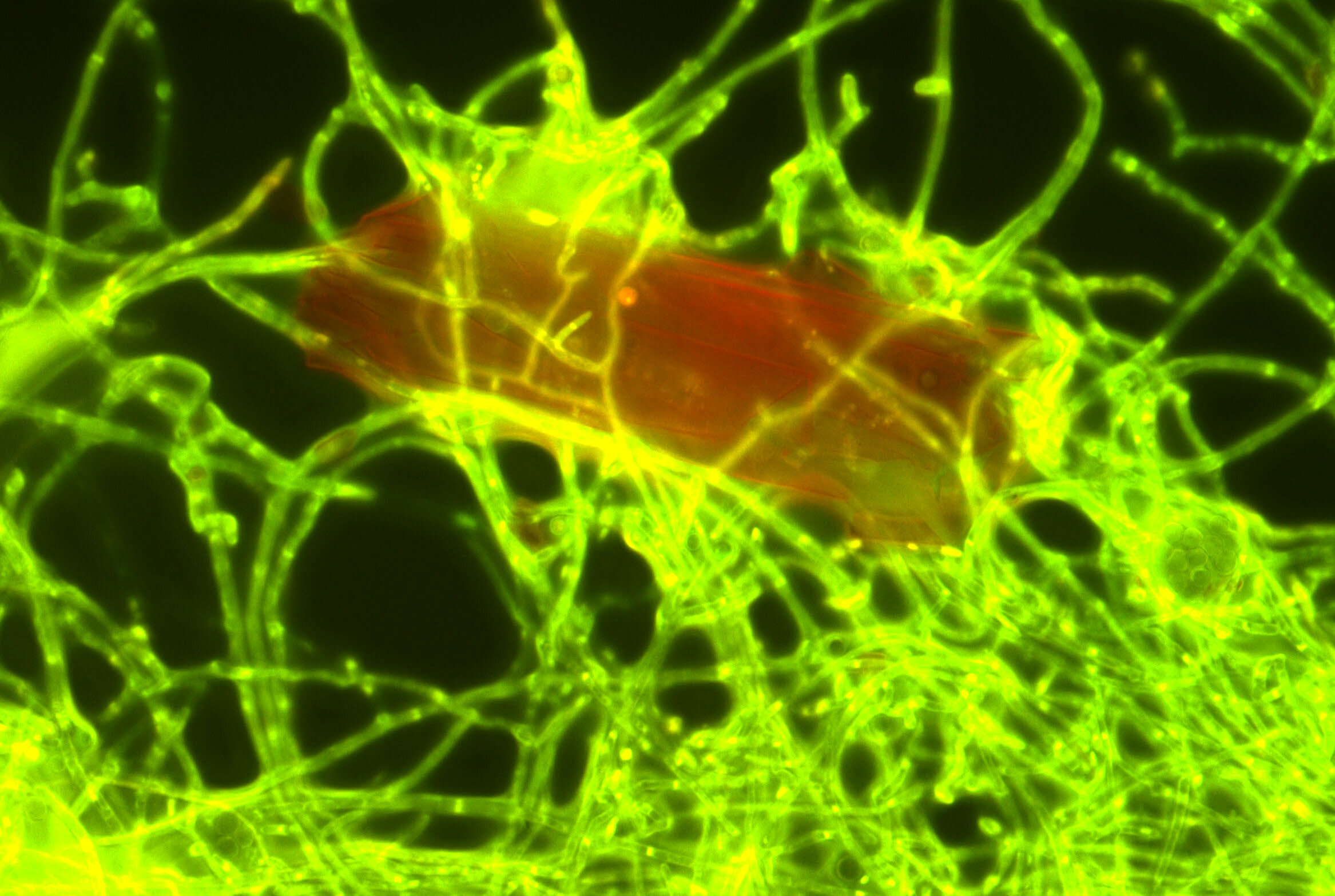 "Fungus Discovered to Degrade Ocean Plastic"