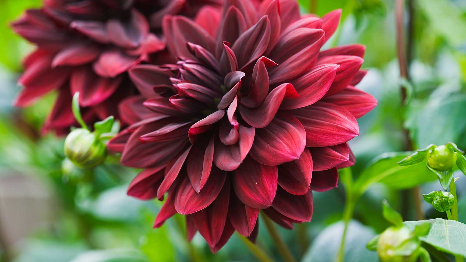 Featured image for Top Companion Plants for Stunning Dahlia Displays