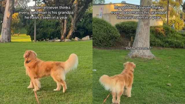 Featured image for Golden Retriever Confuses Man for Grandpa in Hilarious Video