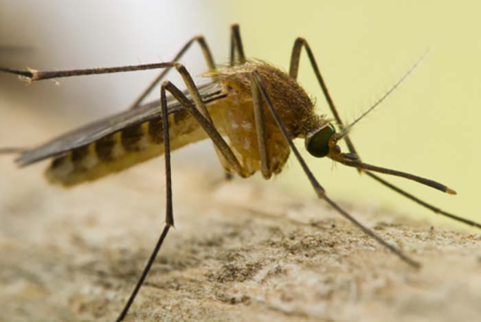 Featured image for "First West Nile Virus-Positive Mosquitos Detected in Clark County"