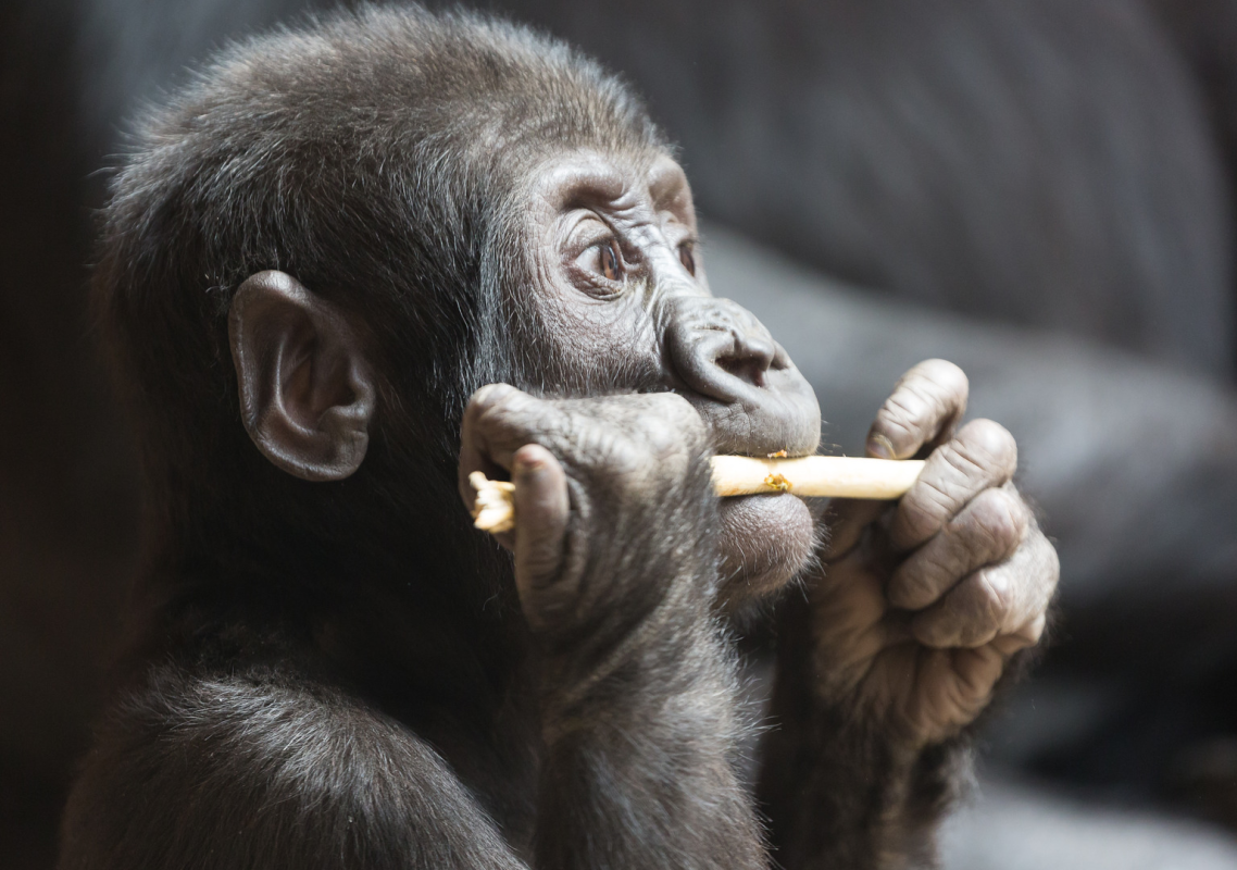 Featured image for "Adorable Baby Gorilla Shows Off New Teeth in Zoo Atlanta Video"