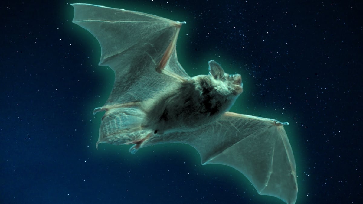Featured image for North American Bats Glow Green Under UV Light, Mystery Remains