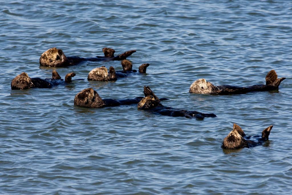 Featured image for Rare parasite killing California sea otters could also harm humans