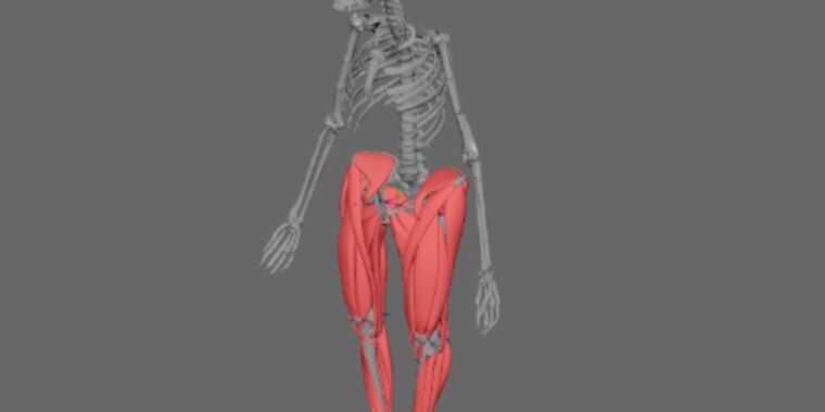 Featured image for "Lucy's 3D muscle reconstruction confirms upright walking and tree climbing abilities"