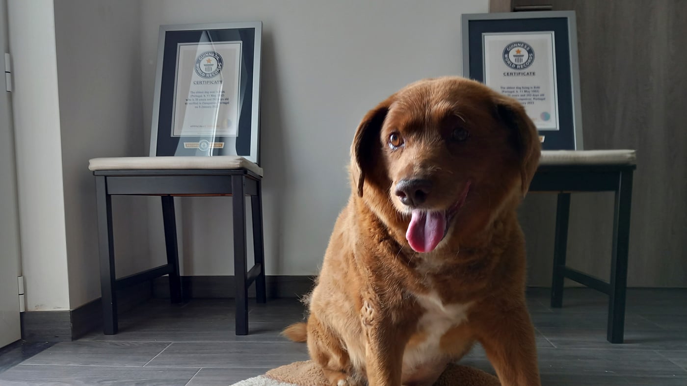 Featured image for "Guinness World Record Investigates Bobi's Title as 'Oldest Ever Dog'"
