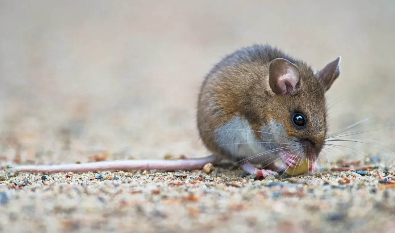 Hantavirus Cases on the Rise in New Mexico, 2 Fatalities Reported.