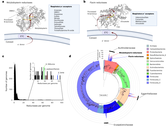Featured image for "Study Highlights Gut Bacteria's Resourceful Metabolism and Its Impact on Health"