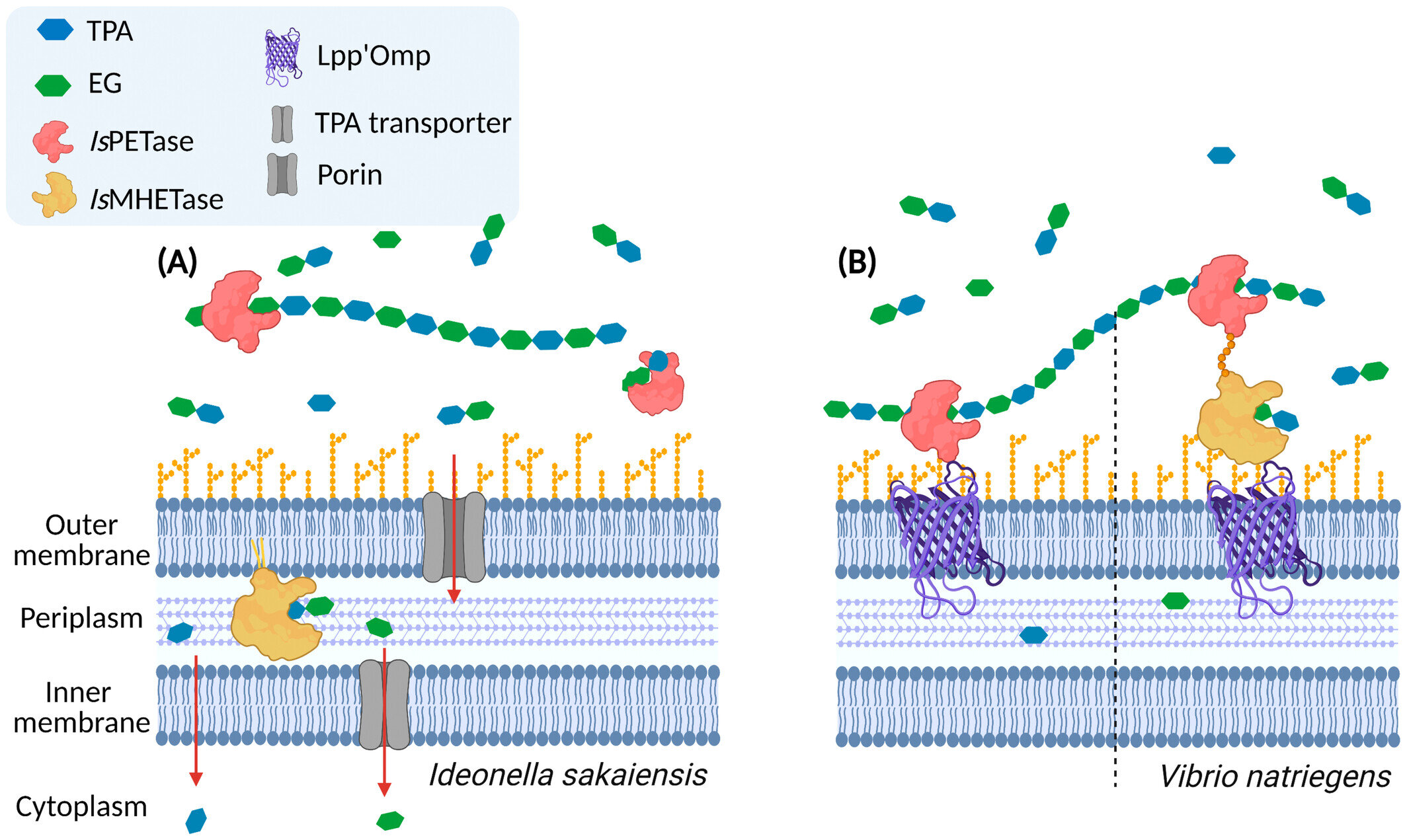 Featured image for "Genetically modified bacteria self-destruct and clean up saltwater pollution"