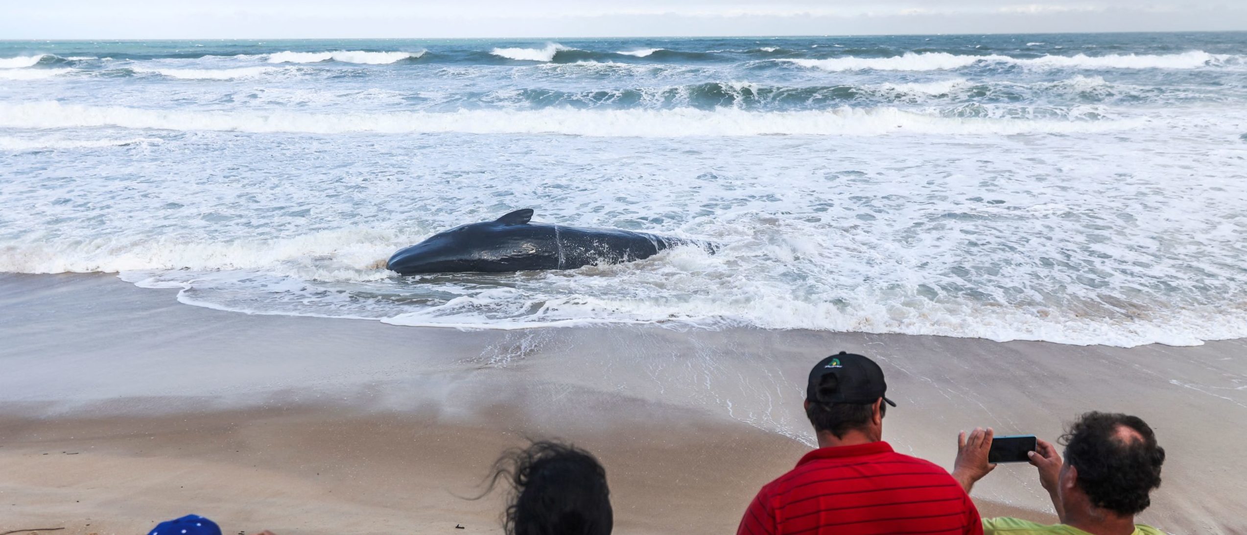 Featured image for "Sperm Whales Use Diarrhea Defense to Thwart Orca Attack"