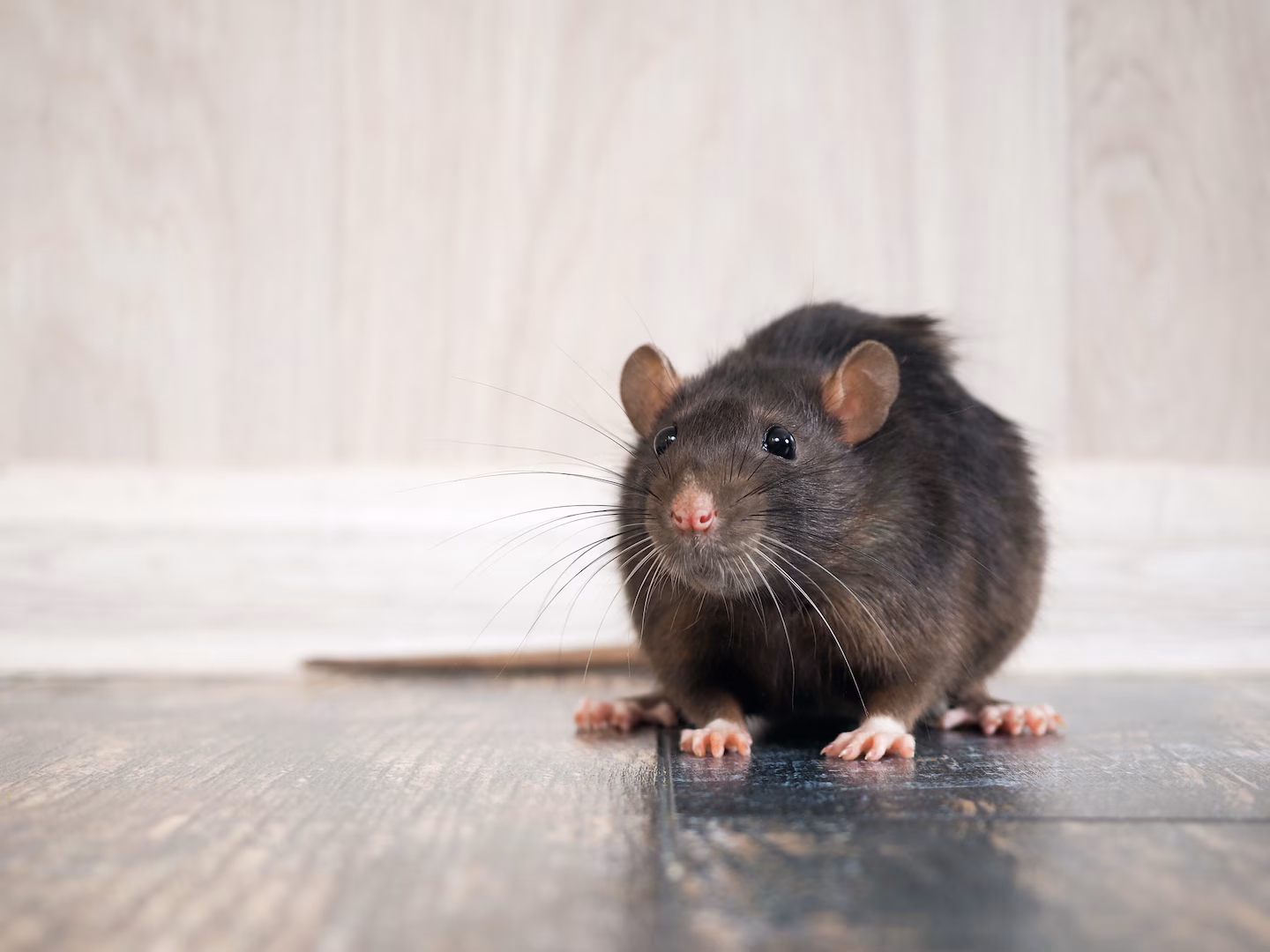 Rats' Imaginations Unveiled: Scientists Discover Surprising Mental Abilities