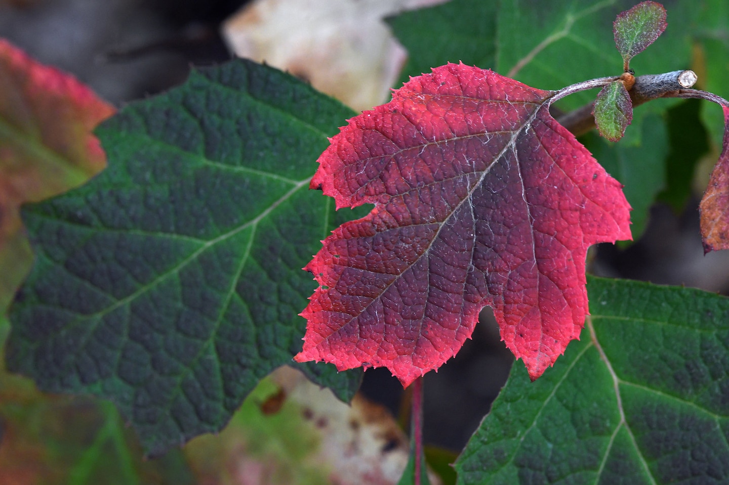 Featured image for Halloween Weather Update: Rain, Snow, and Temperature Drop Expected