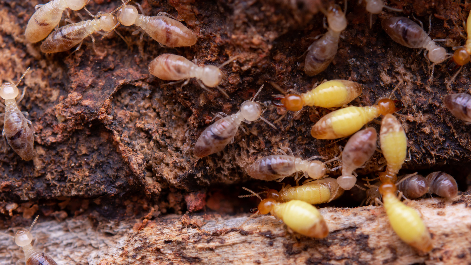 Featured image for Effective Termite Control Using Common Household Ingredients