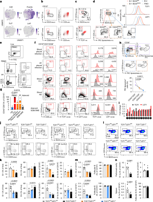 TCF1 and LEF1 Enhance B-1a Cell Balance and Regulation